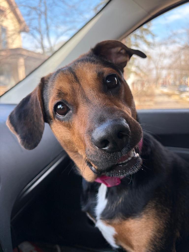 Raya, Adopted, Young Female Hound.