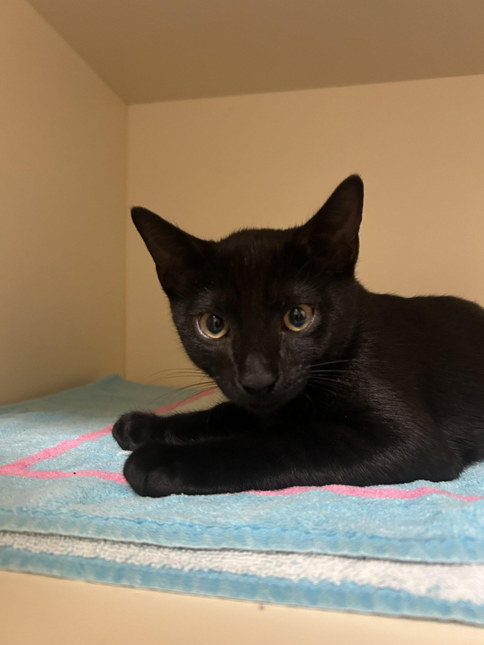 Enlarge Ren, a Adoptable Domestic Short Hair in Lancaster, PA image 1/1