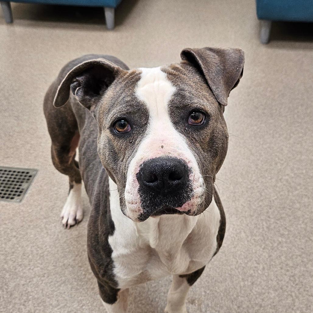 Delilah, Adoptable, Adult Female Pit Bull Terrier.