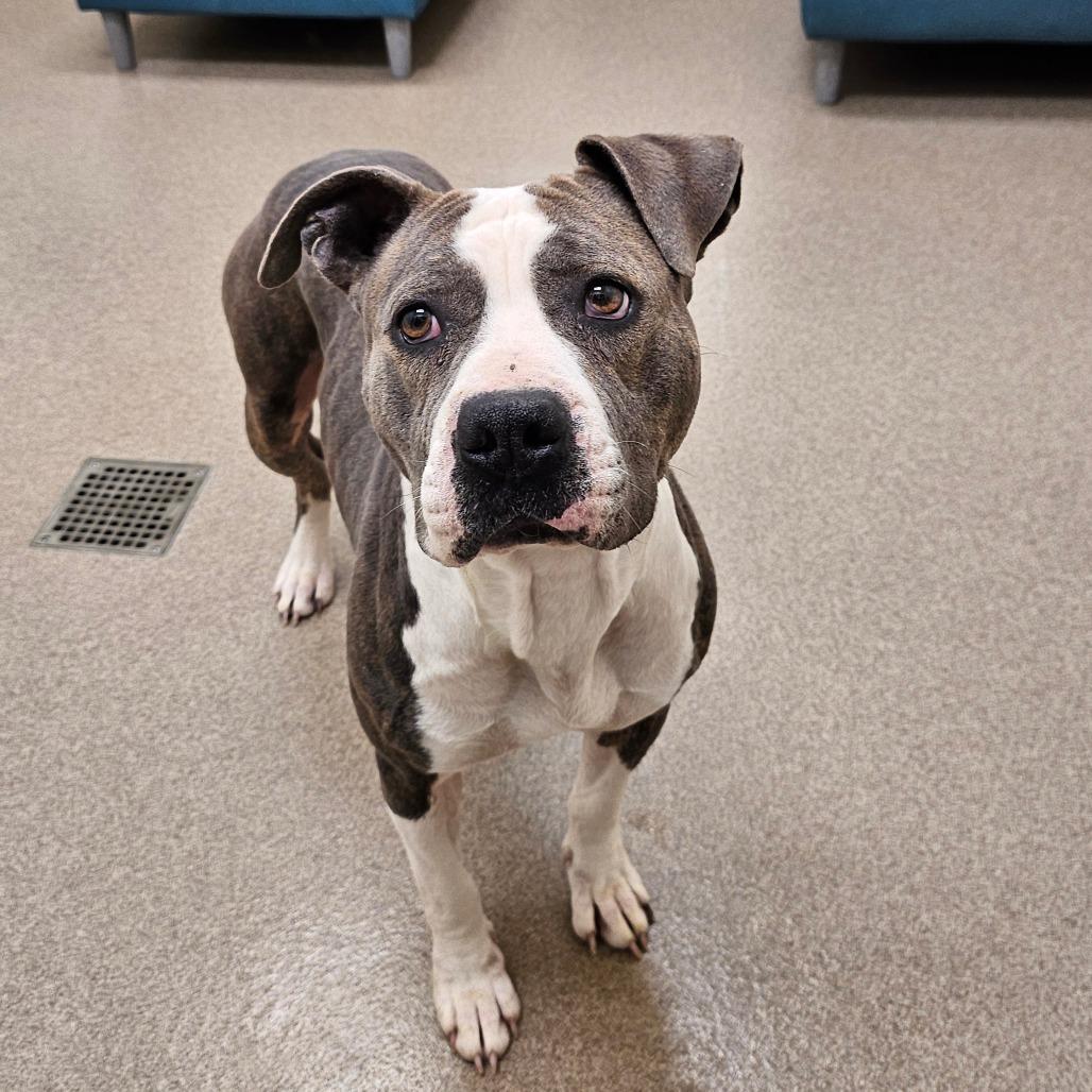 Enlarge Delilah, a Adoptable Pit Bull Terrier in Chatham, VA image 2/2