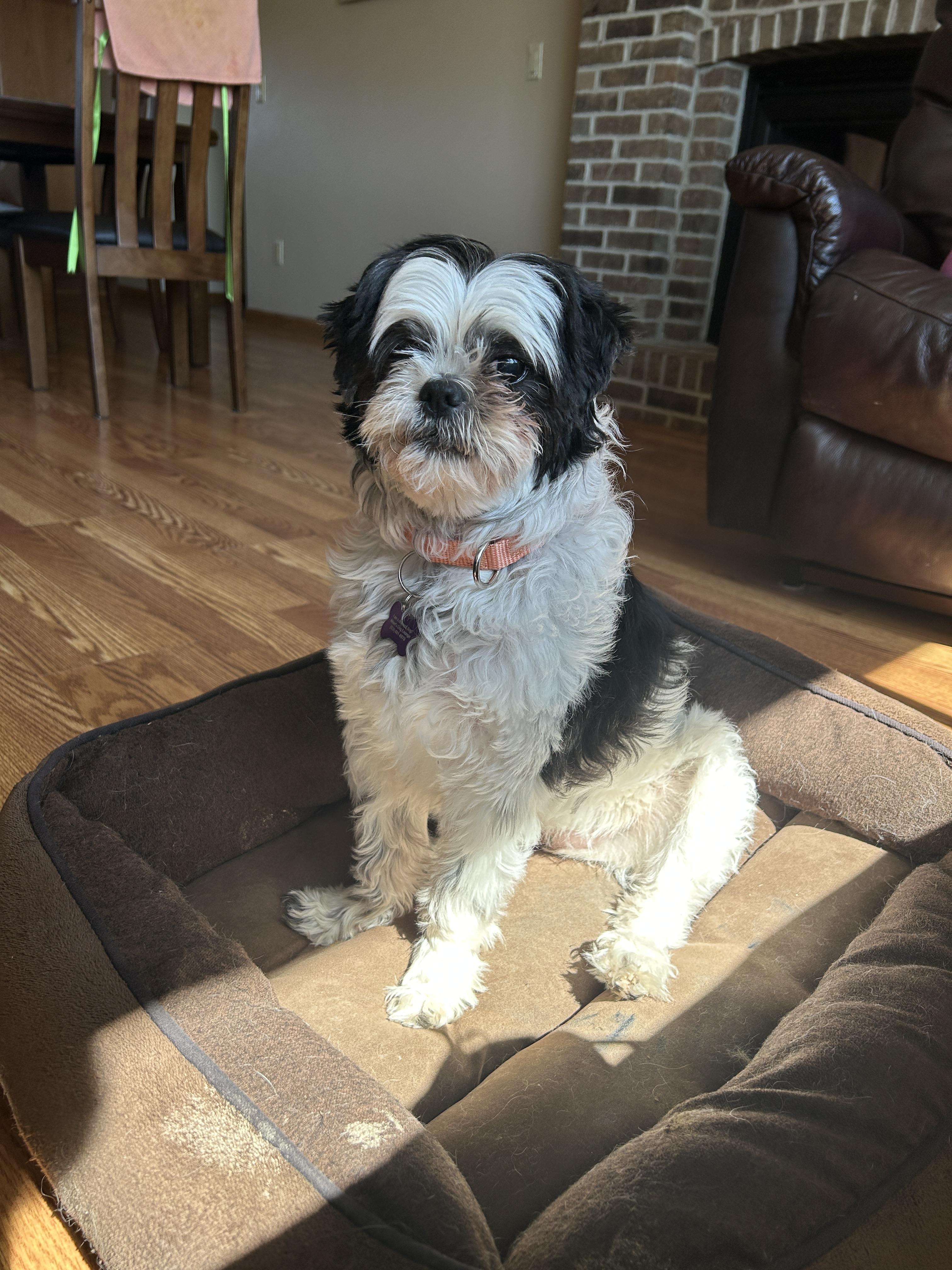 Enlarge Mia, a ADOPTABLE mixed breed in Whitewater, WI image 6/6