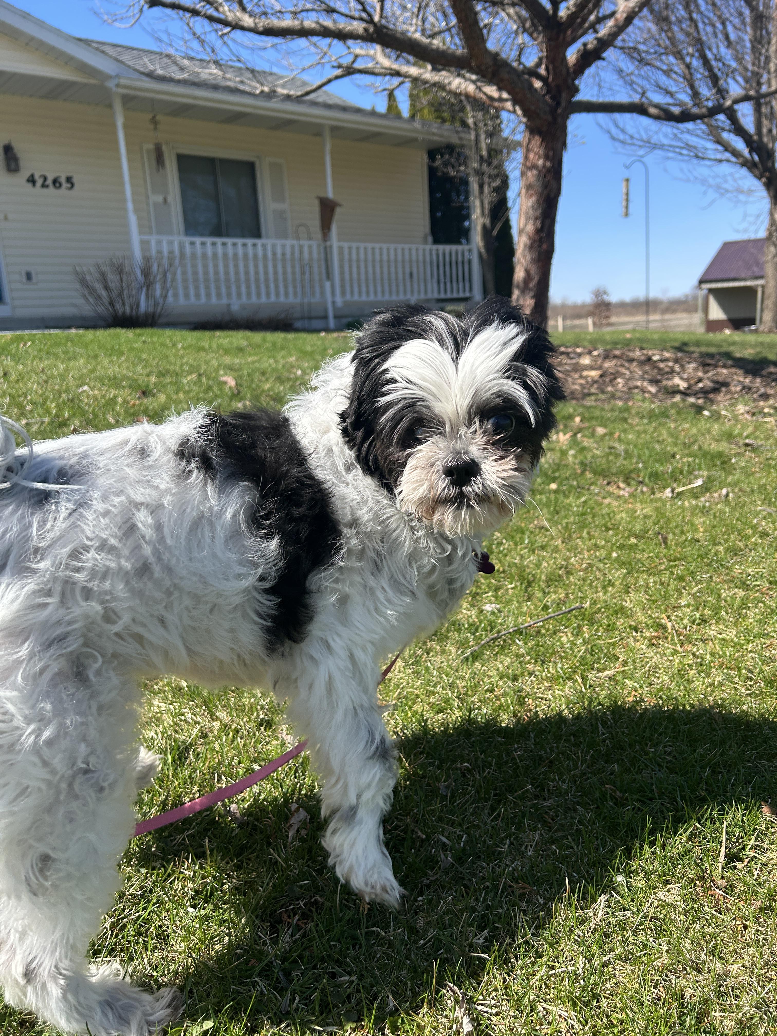 Enlarge Mia, a ADOPTABLE mixed breed in Whitewater, WI image 5/6