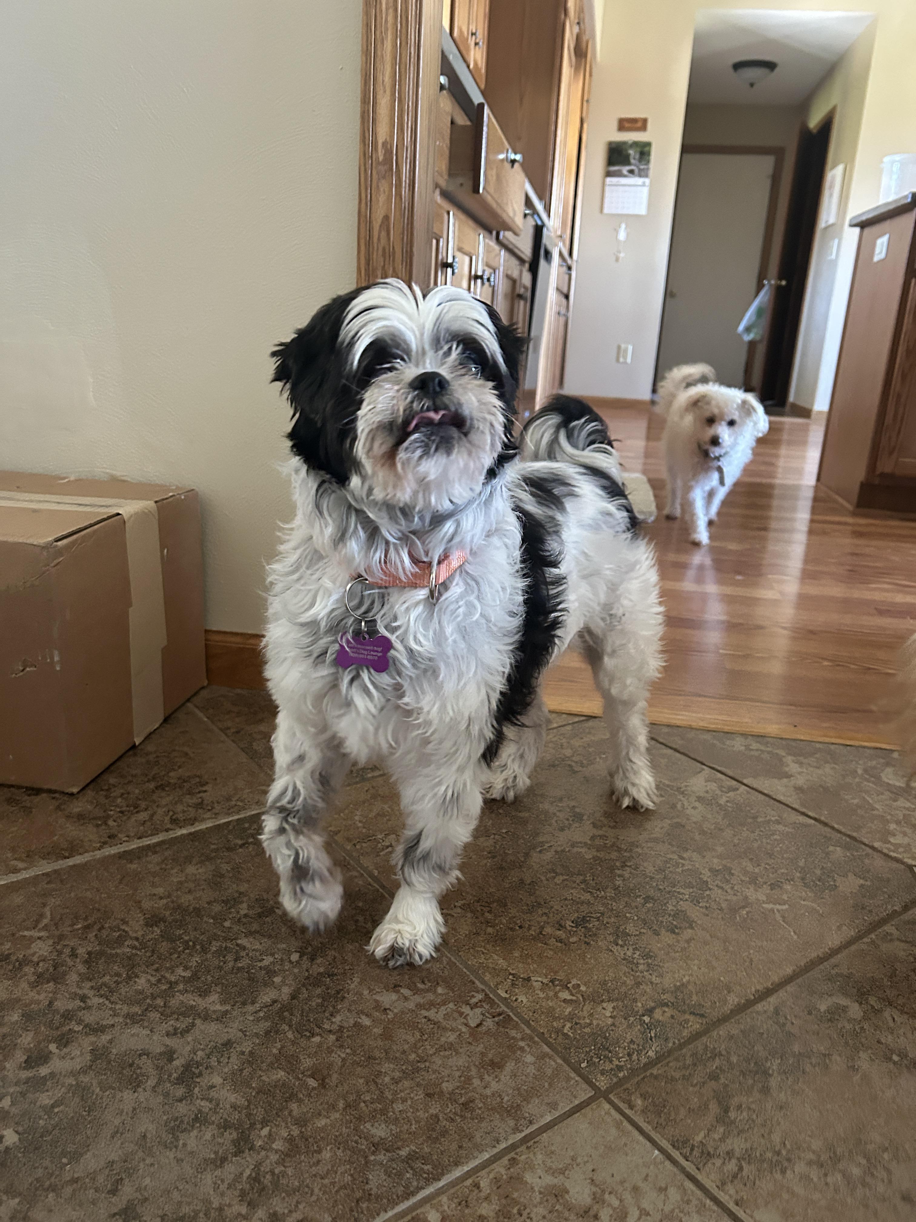 Enlarge Mia, a ADOPTABLE mixed breed in Whitewater, WI image 3/6