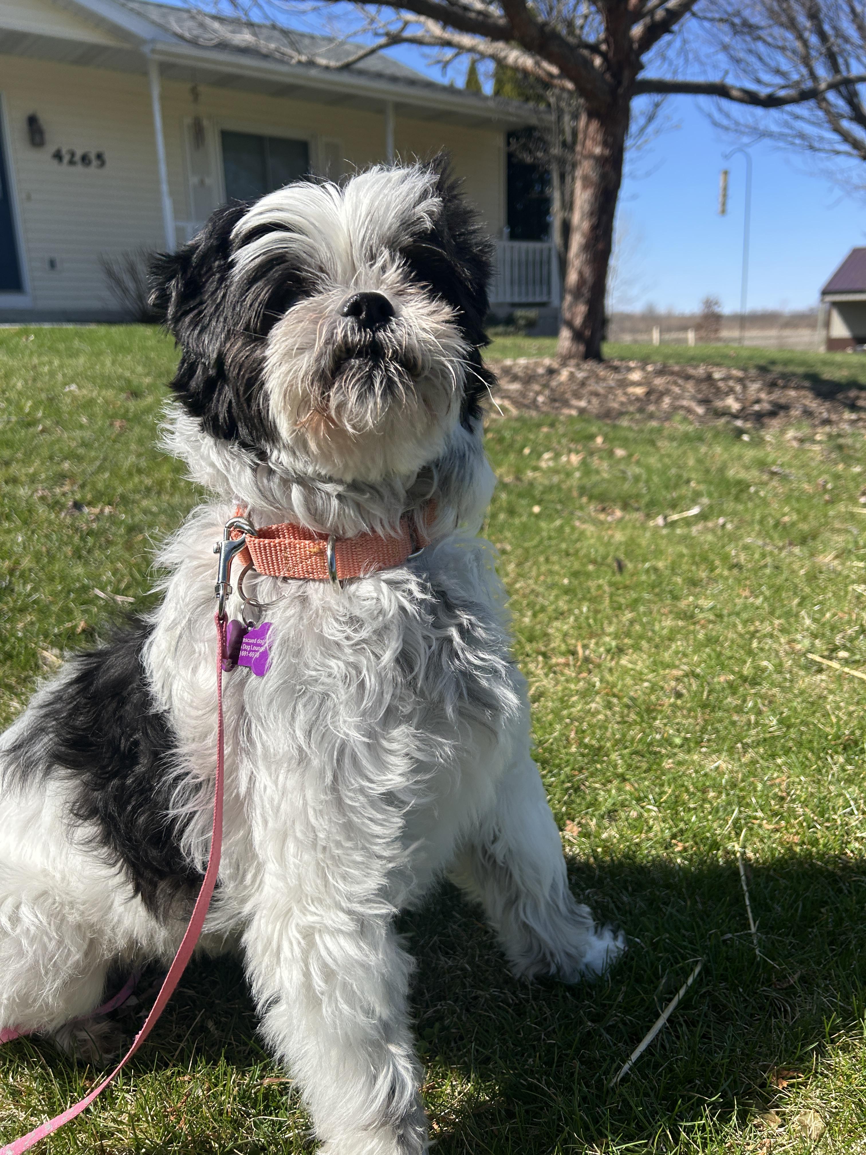 Enlarge Mia, a ADOPTABLE mixed breed in Whitewater, WI image 4/6
