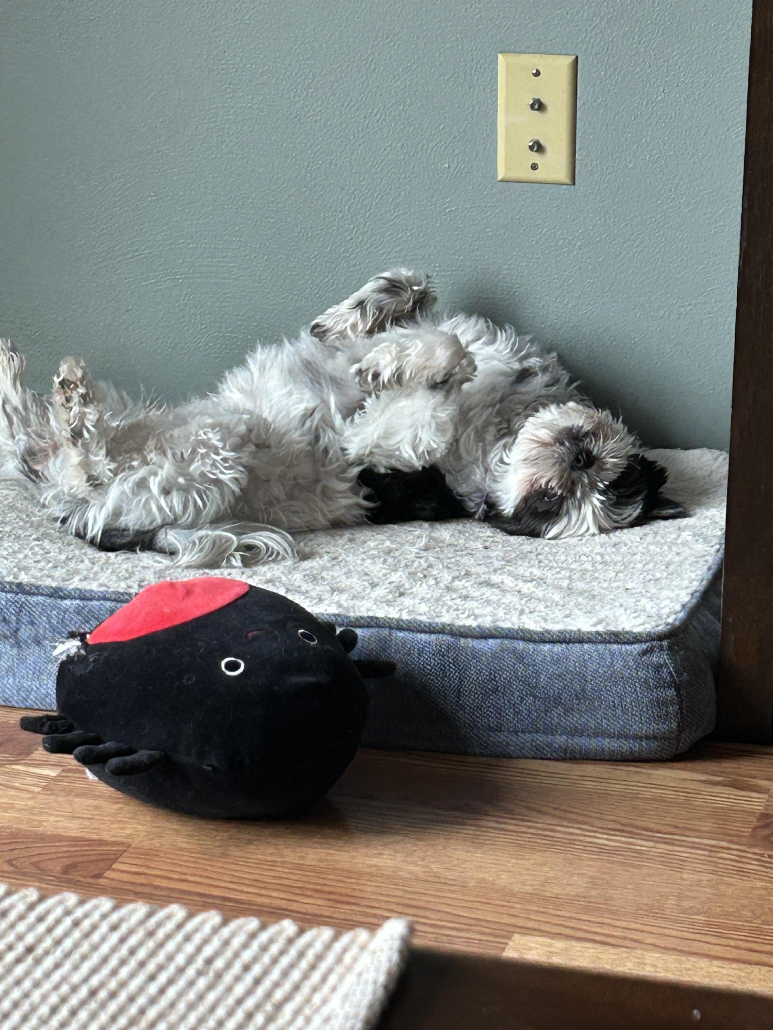 Enlarge Mia, a ADOPTABLE mixed breed in Whitewater, WI image 2/6