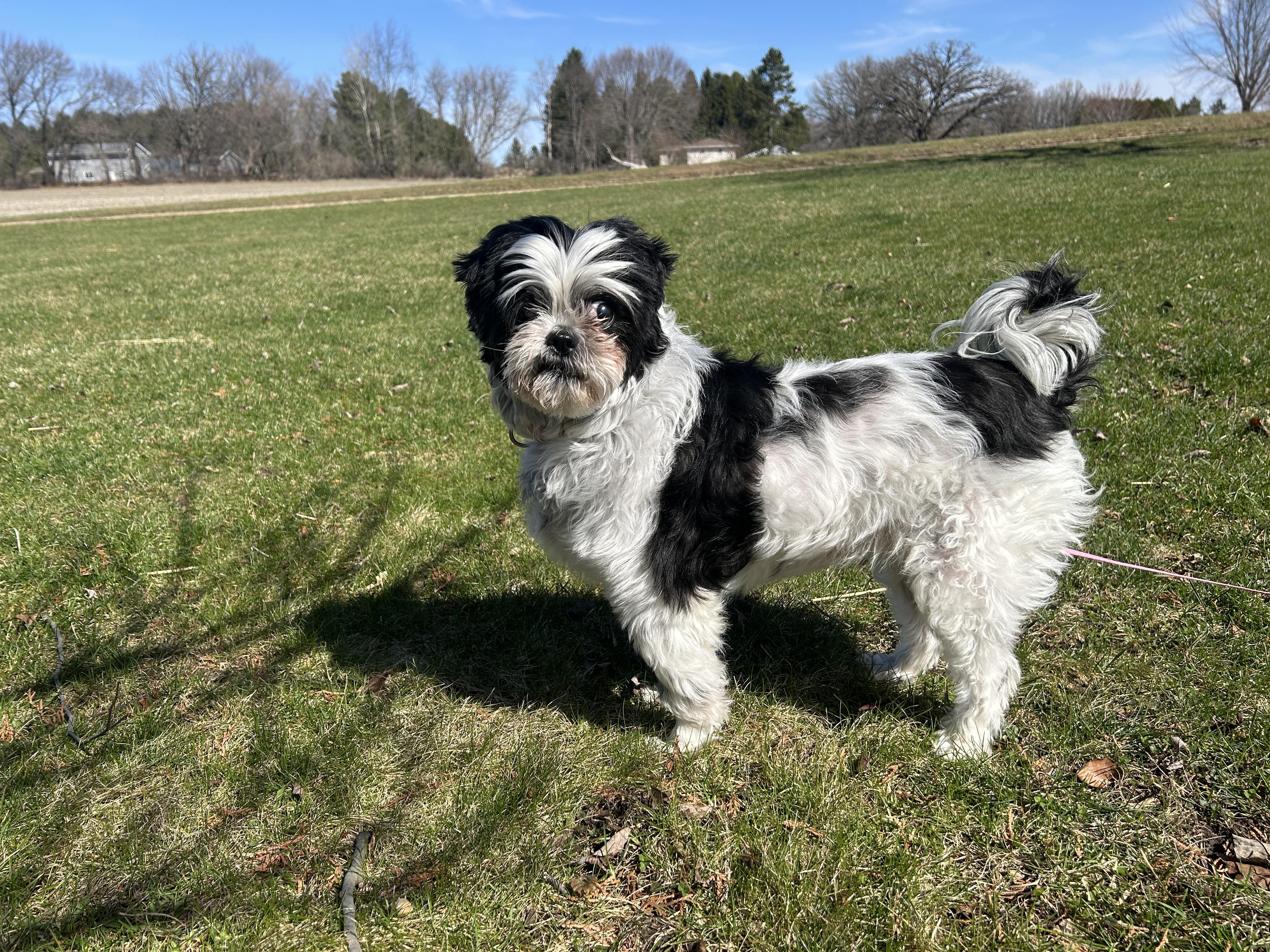 Enlarge Mia, a ADOPTABLE mixed breed in Whitewater, WI image 1/6