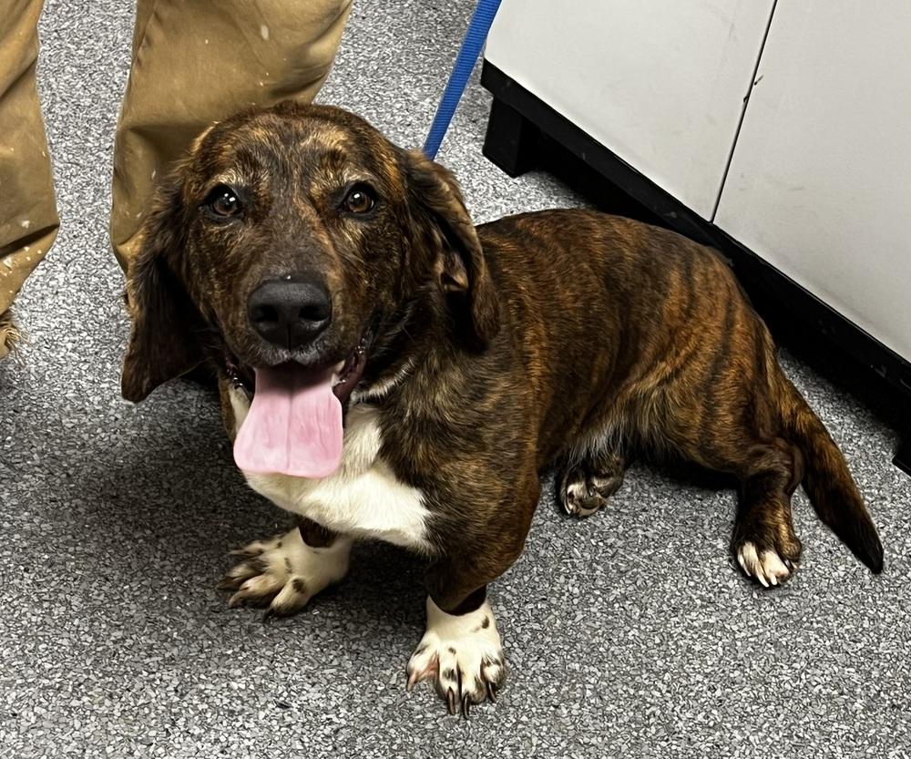 Dharma, Adoptable, Young Female Basset Hound.