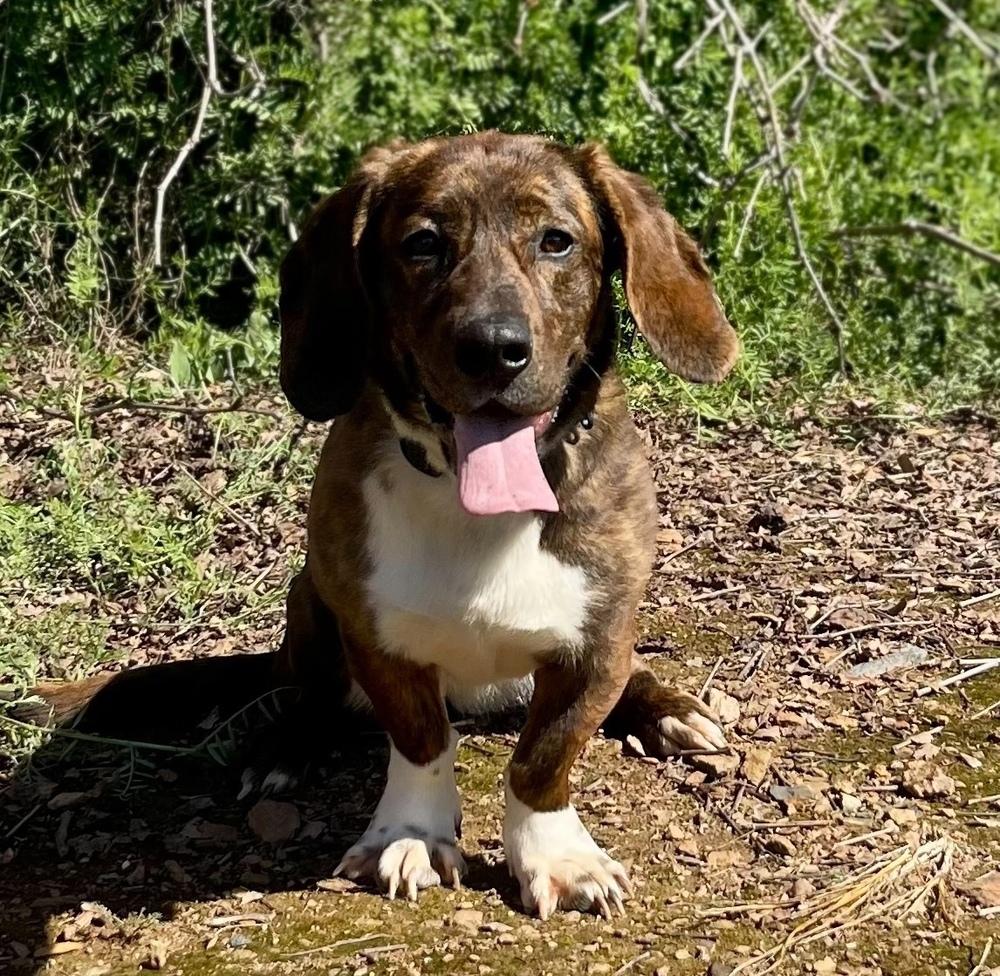 Enlarge Dharma, a Adoptable mixed breed in Jamestown, CA image 2/5