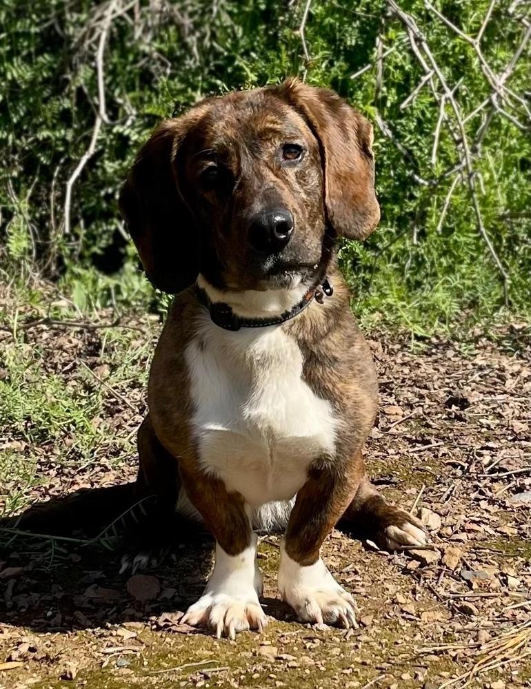 Enlarge Dharma, a Adoptable mixed breed in Jamestown, CA image 3/5