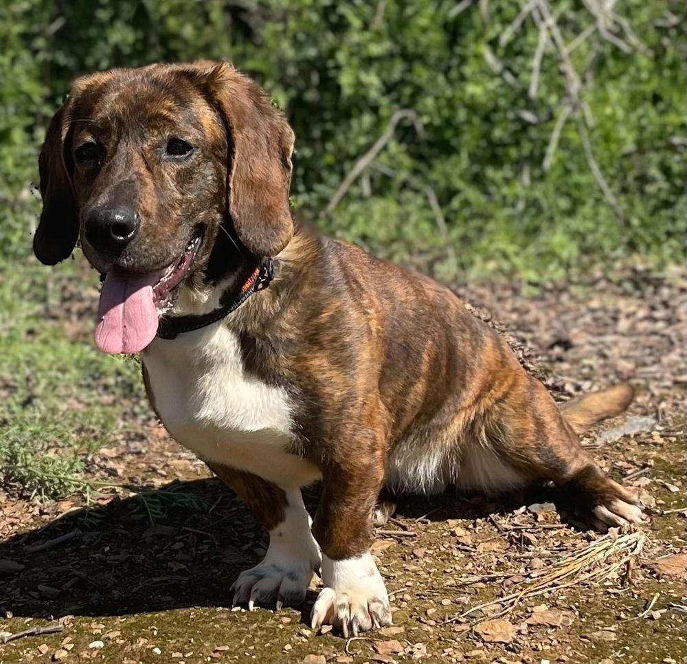 Enlarge Dharma, a Adoptable mixed breed in Jamestown, CA image 4/5