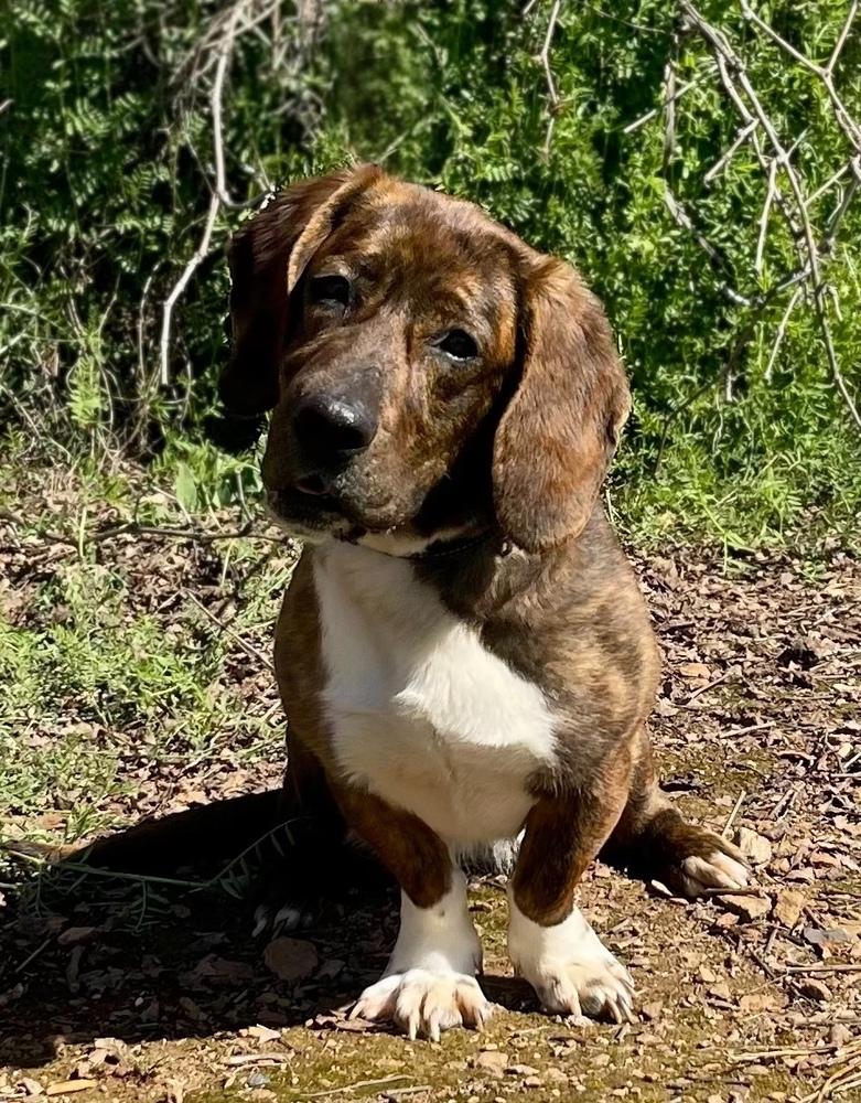Enlarge Dharma, a Adoptable mixed breed in Jamestown, CA image 5/5
