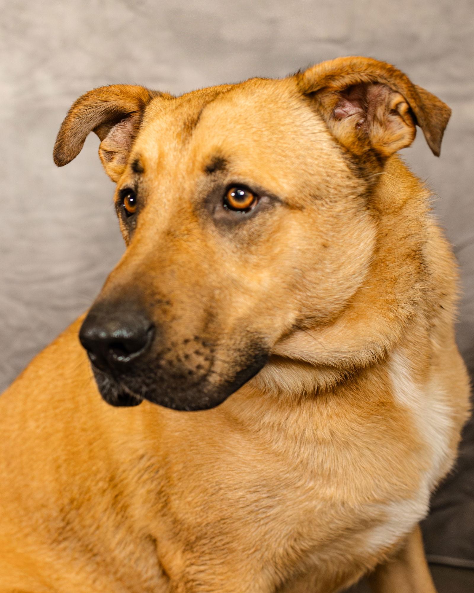 Jabba, a Adoptable mixed breed in Clinton, OK image 1/3