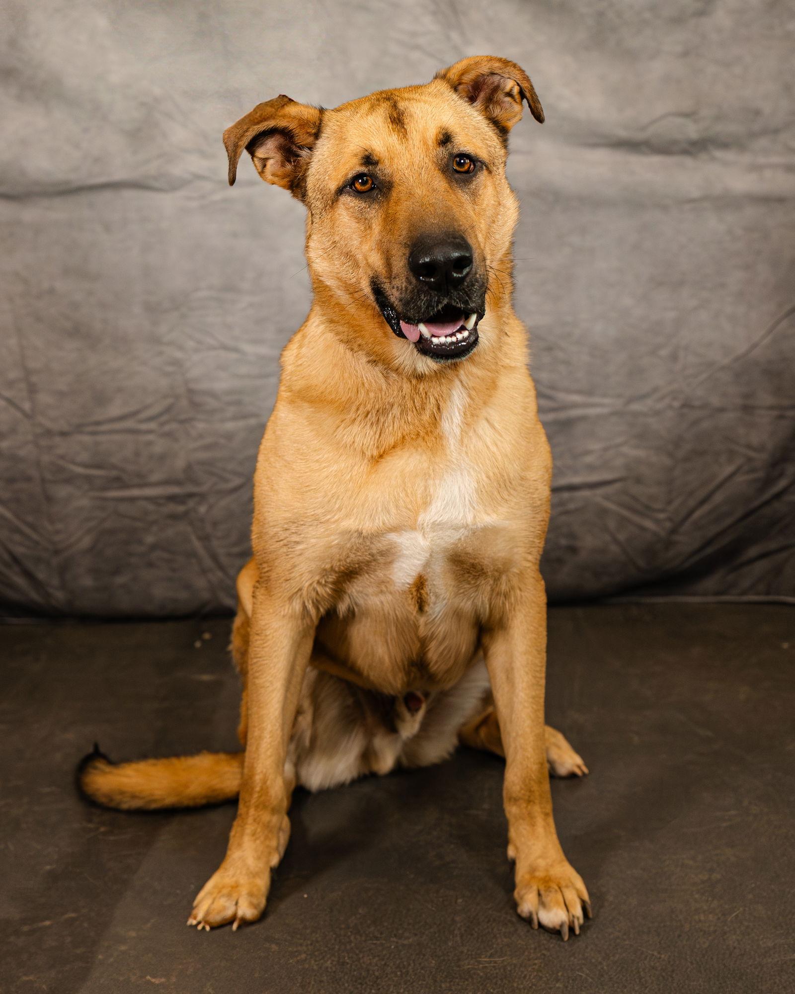 Jabba, a Adoptable mixed breed in Clinton, OK image 2/3