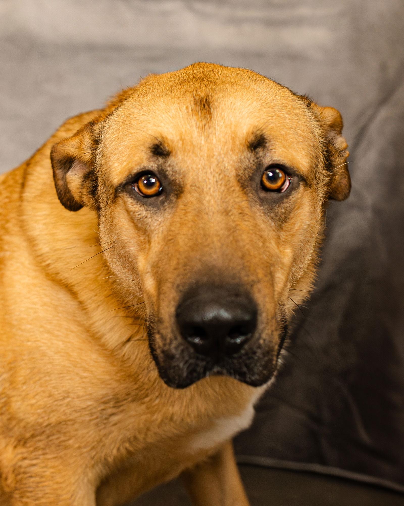 Jabba, a Adoptable mixed breed in Clinton, OK image 3/3
