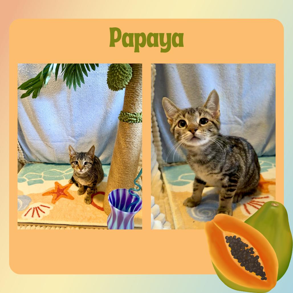 Papaya, Adoptable, Kitten Female Domestic Short Hair.