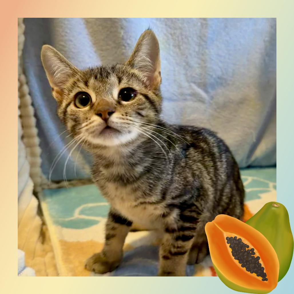 Enlarge Papaya, a Adoptable Domestic Short Hair in Wind Gap, PA image 2/3