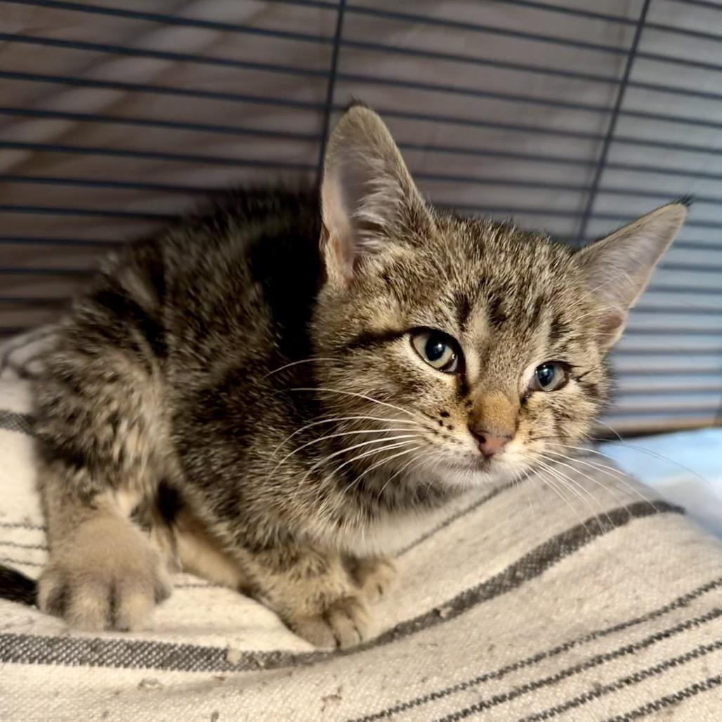 Enlarge Papaya, a Adoptable Domestic Short Hair in Wind Gap, PA image 3/3