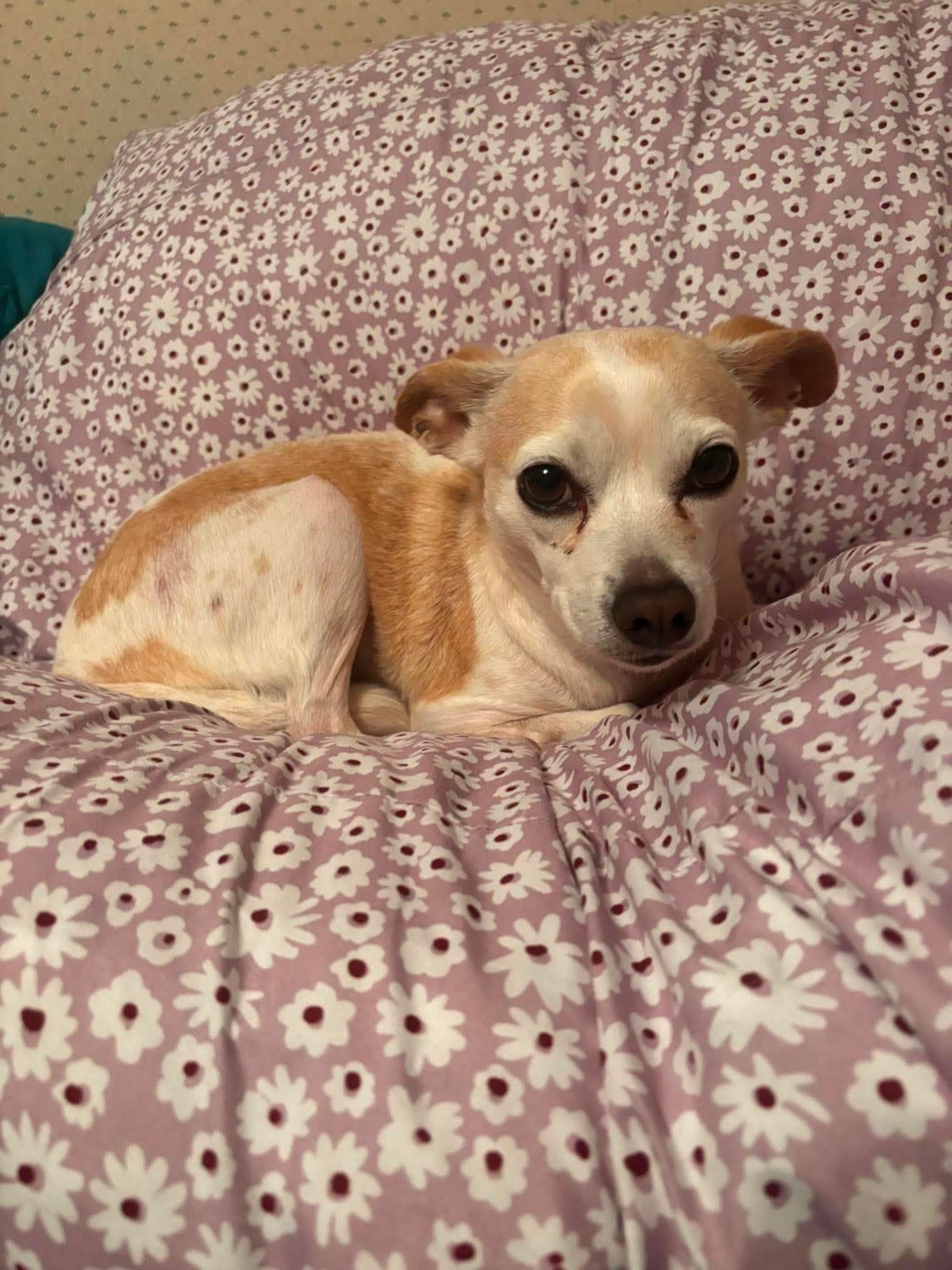 Enlarge Lil Bit, a Adoptable Chihuahua in Shillington, PA image 3/3