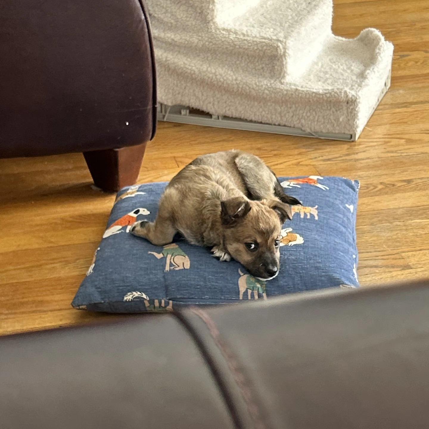 MISSY, a ADOPTABLE Mixed Breed in Des Plaines, IL image 3/3