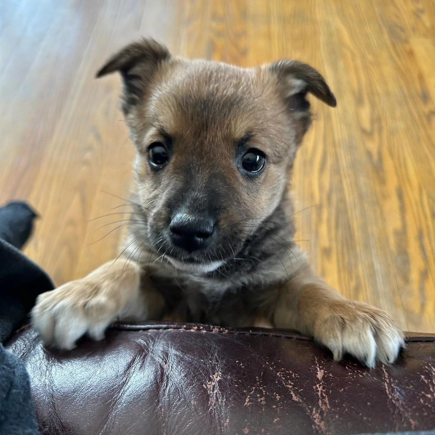 MISSY, ADOPTABLE, Young Female Mixed Breed.