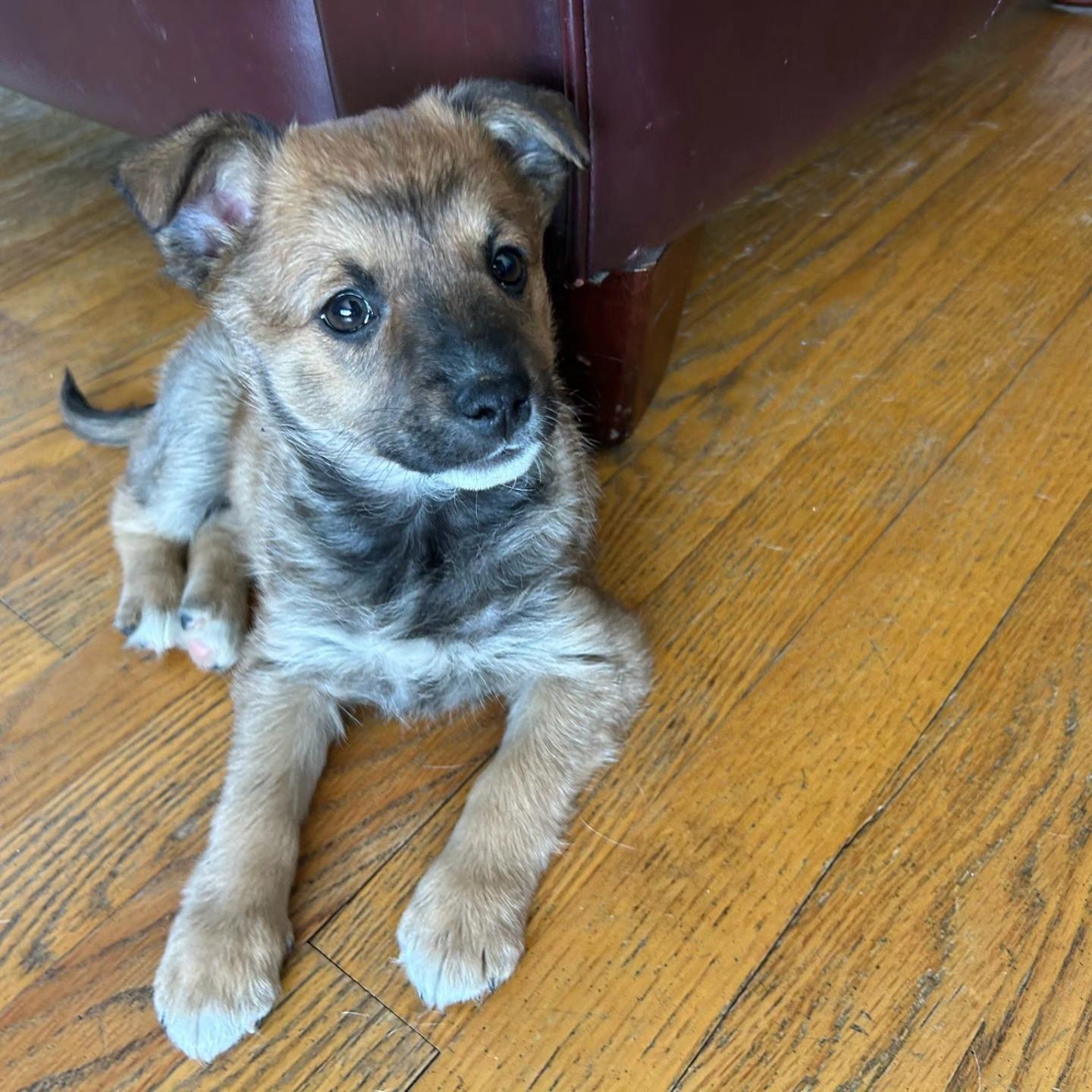 MISSY, a ADOPTABLE Mixed Breed in Des Plaines, IL image 2/3