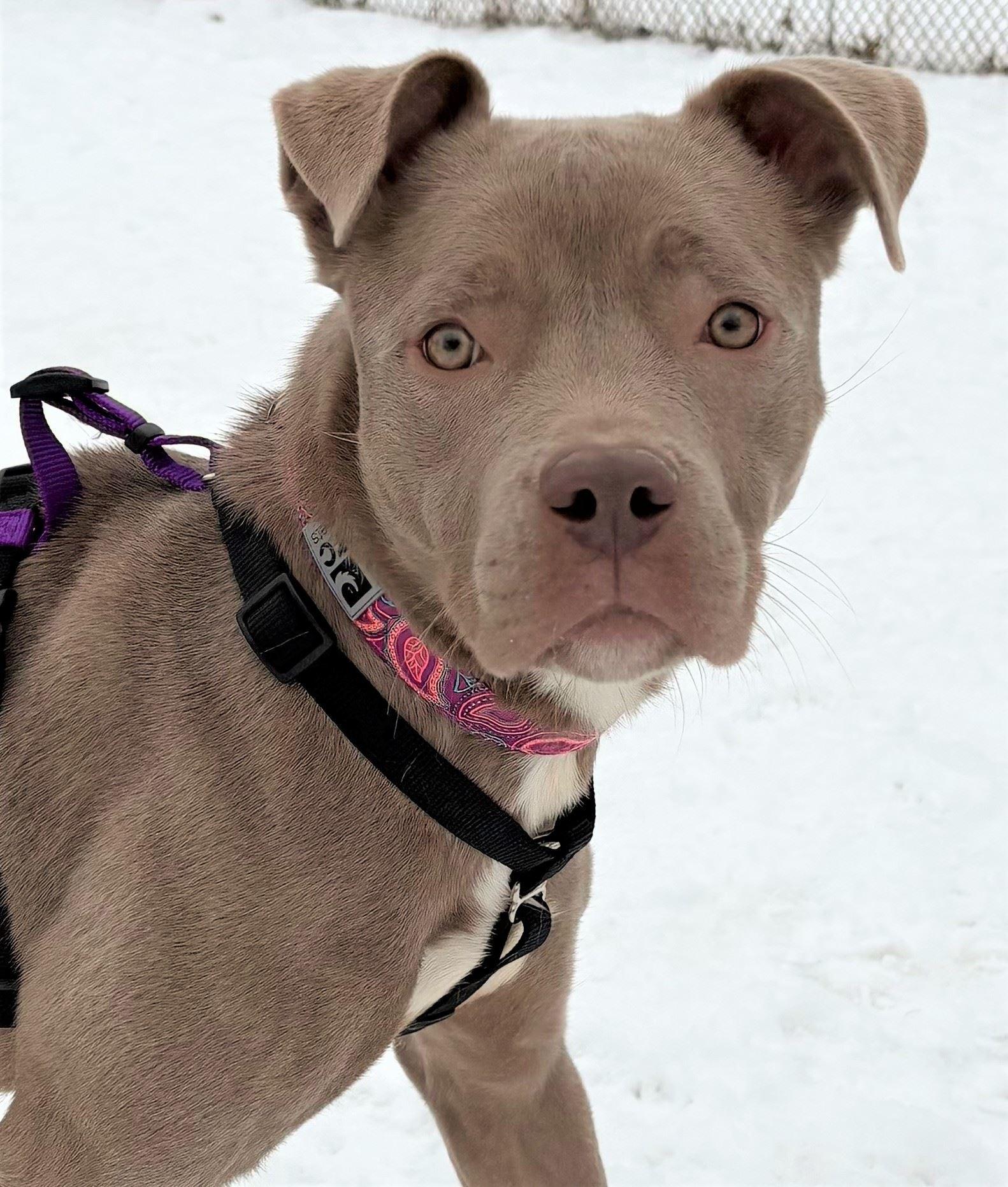 Enlarge Paisley, a ADOPTABLE Pit Bull Terrier in Iowa City, IA image 1/2