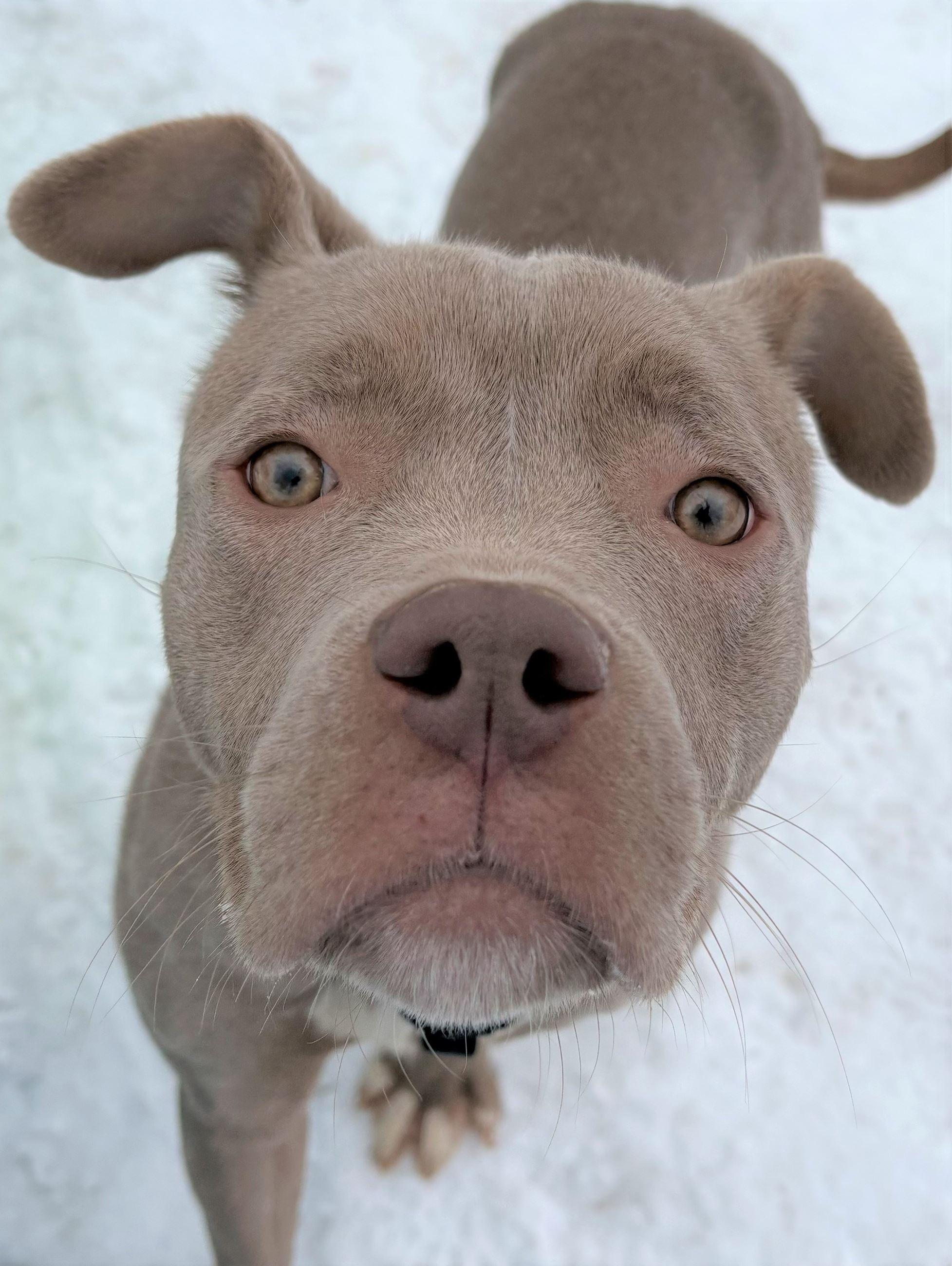 Enlarge Paisley, a ADOPTABLE Pit Bull Terrier in Iowa City, IA image 2/2