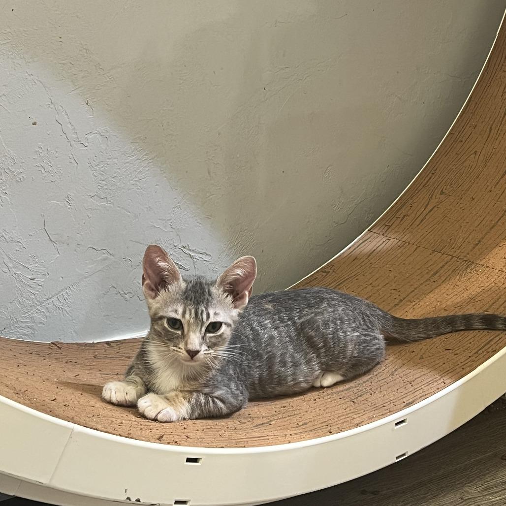 Lilypad, Adoptable, Kitten Female Domestic Short Hair.