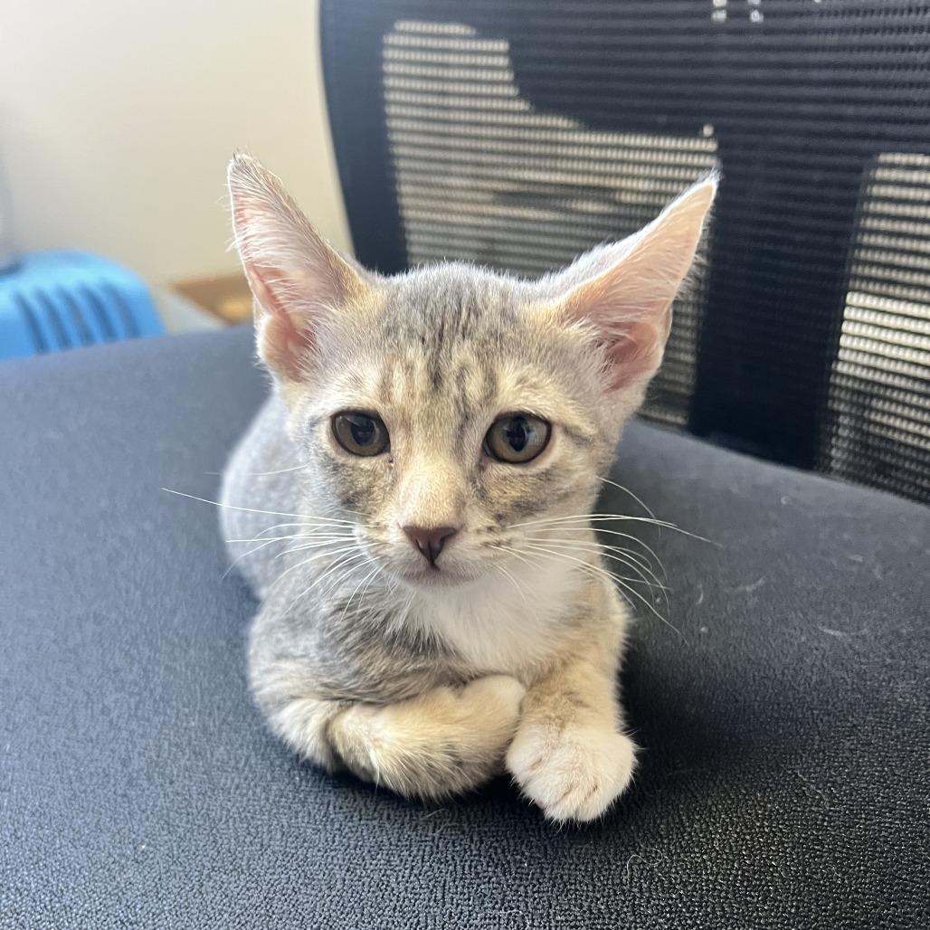 Enlarge Lilypad, a Adoptable Domestic Short Hair in Costa Mesa, CA image 2/4