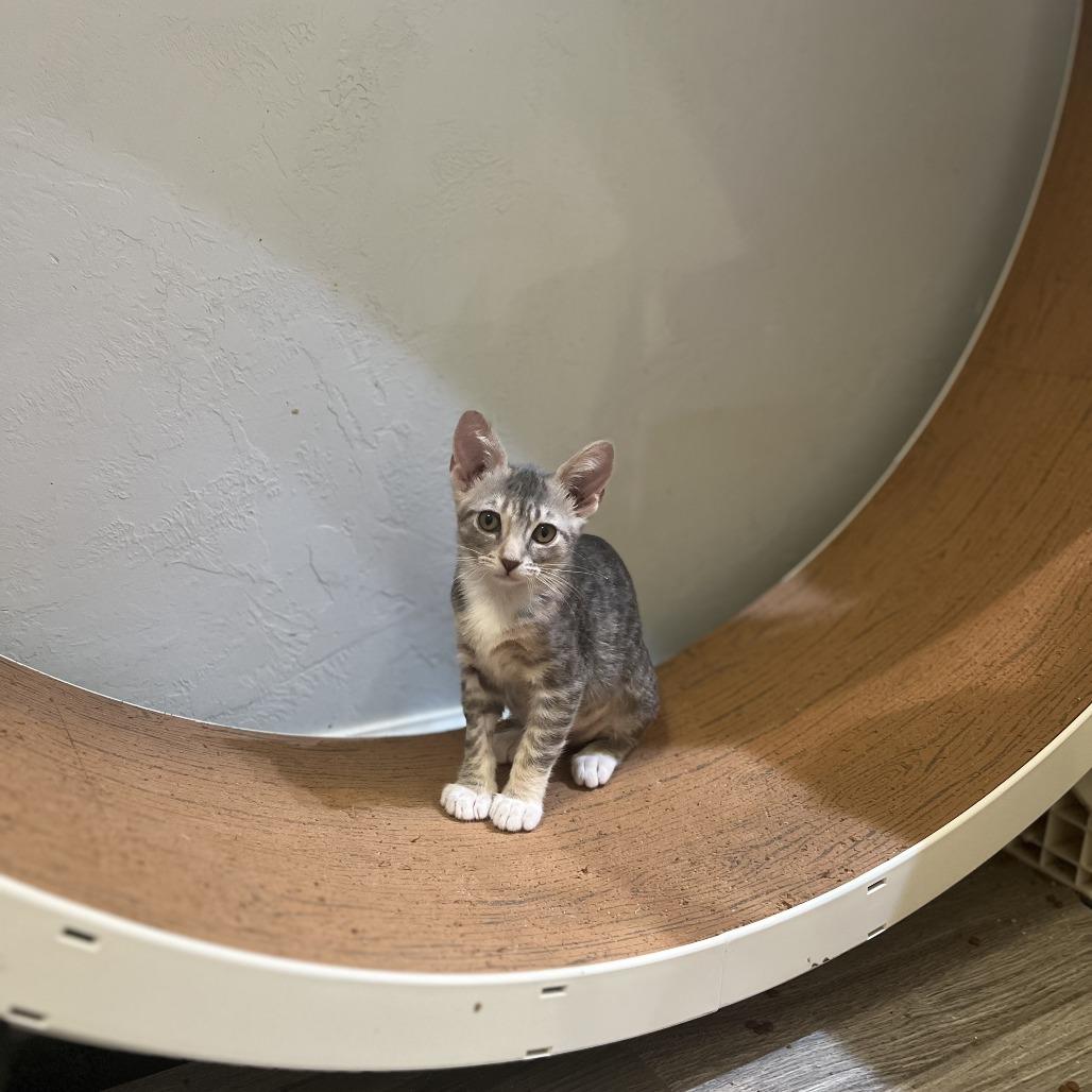 Enlarge Lilypad, a Adoptable Domestic Short Hair in Costa Mesa, CA image 3/4