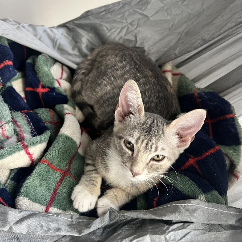 Enlarge Lilypad, a Adoptable Domestic Short Hair in Costa Mesa, CA image 4/4