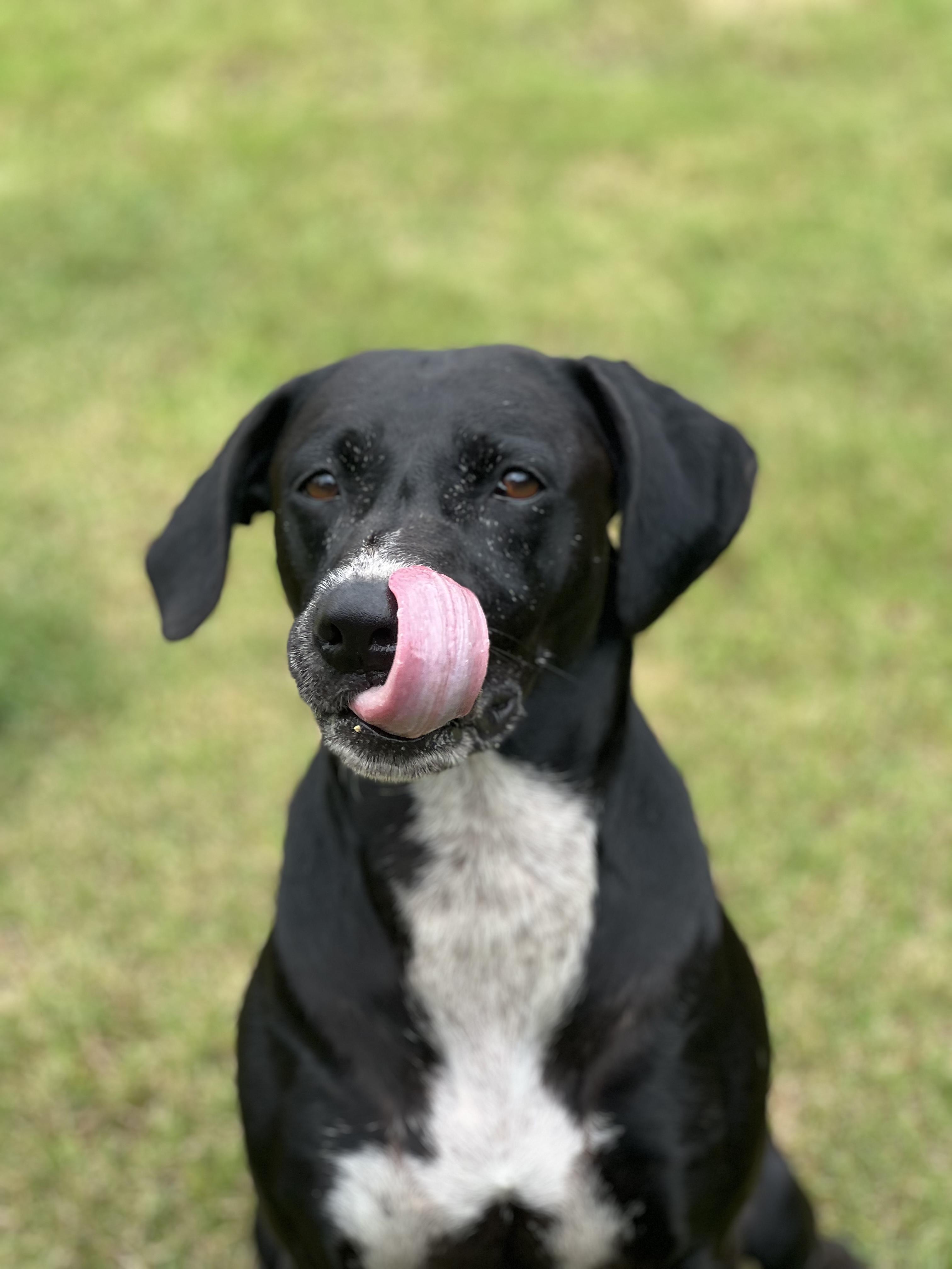 Marina, adopted, Adult Female Labrador Retriever.