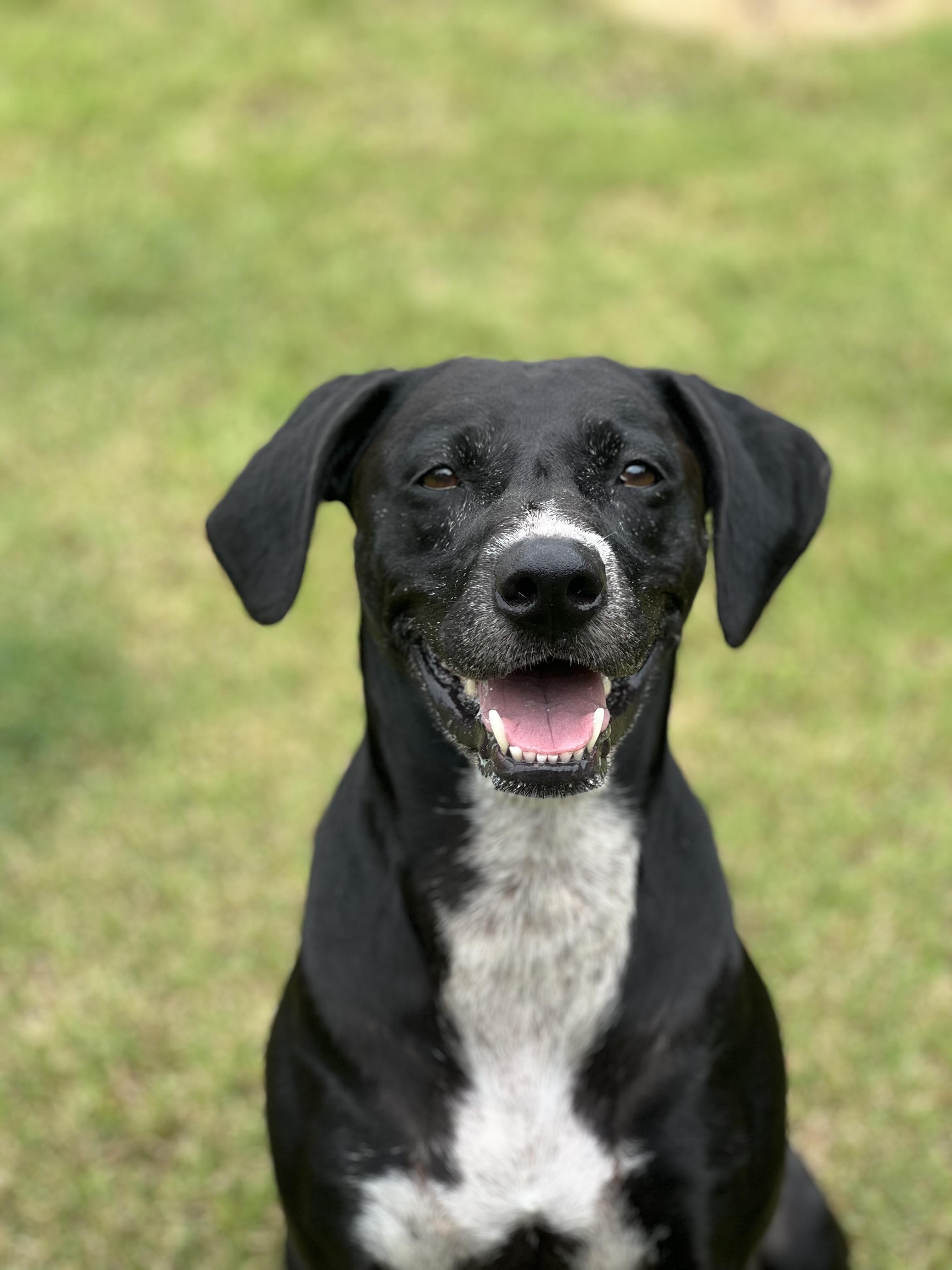 Enlarge Marina, a Adoptable mixed breed in Orange Beach, AL image 2/3