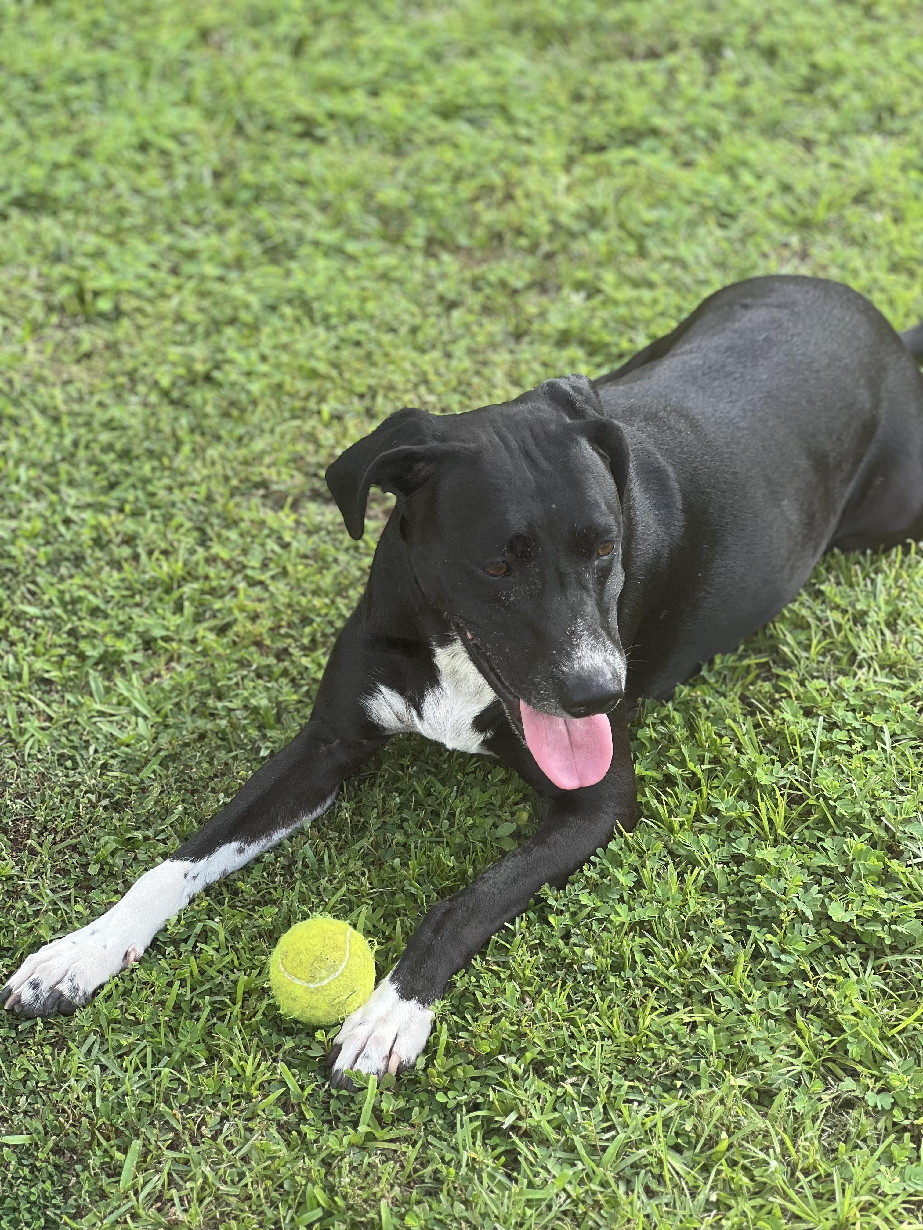 Marina, adopted, Adult Female Labrador Retriever.