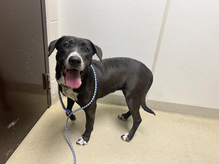 SASSY**, Adoptable, Adult Female Labrador Retriever & Mixed Breed.