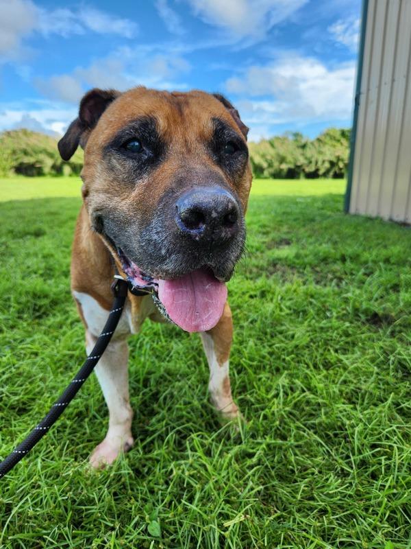 Enlarge Mr. Fredricksen, a Adoptable mixed breed in Melbourne, FL image 1/6