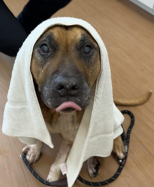 Enlarge Mr. Fredricksen, a Adoptable mixed breed in Melbourne, FL image 3/6