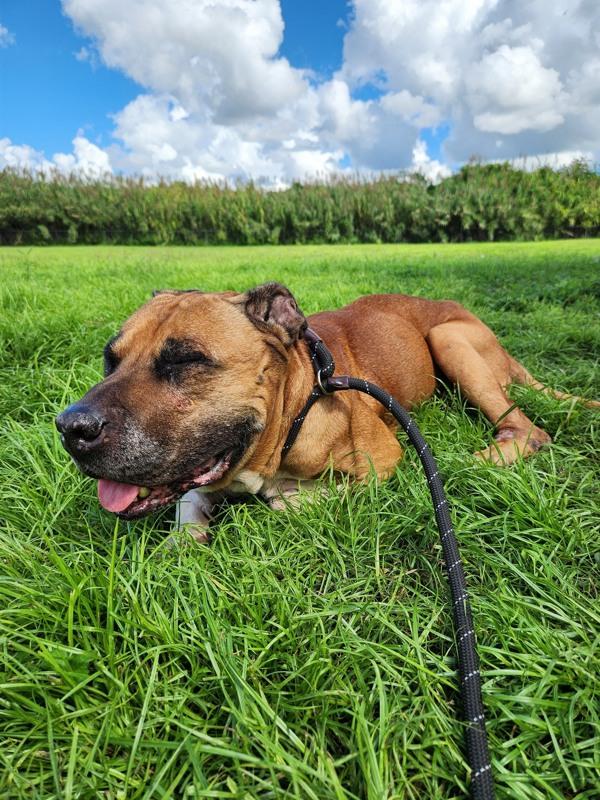 Mr. Fredricksen, a Adoptable mixed breed in Melbourne, FL image 3/6