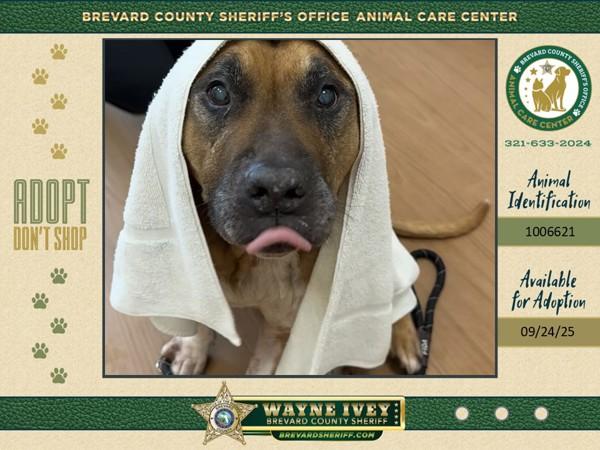 Enlarge Mr. Fredricksen, a Adoptable mixed breed in Melbourne, FL image 4/6