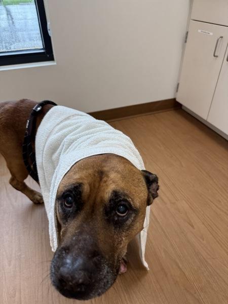 Mr. Fredricksen, a Adoptable mixed breed in Melbourne, FL image 4/6