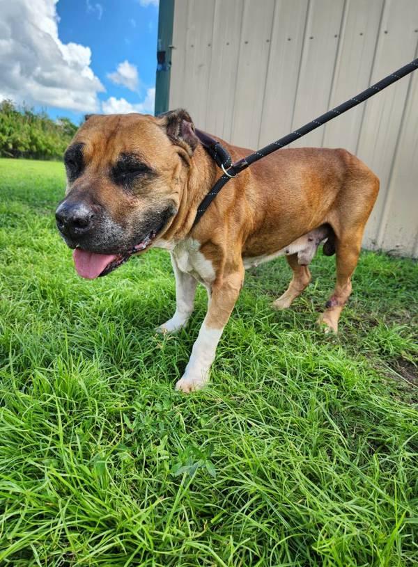 Enlarge Mr. Fredricksen, a Adoptable mixed breed in Melbourne, FL image 5/6
