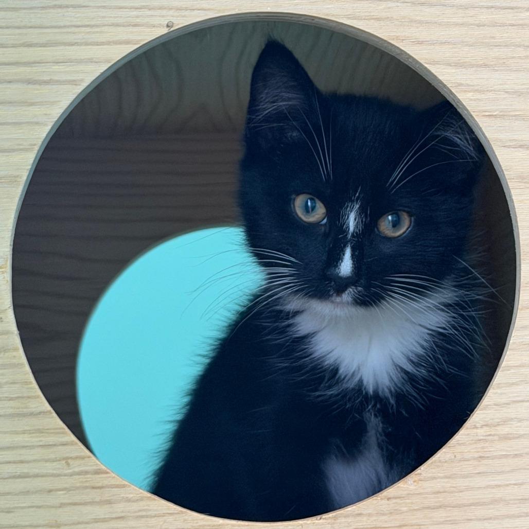 Reaper, Adoptable, Kitten Male Domestic Short Hair.