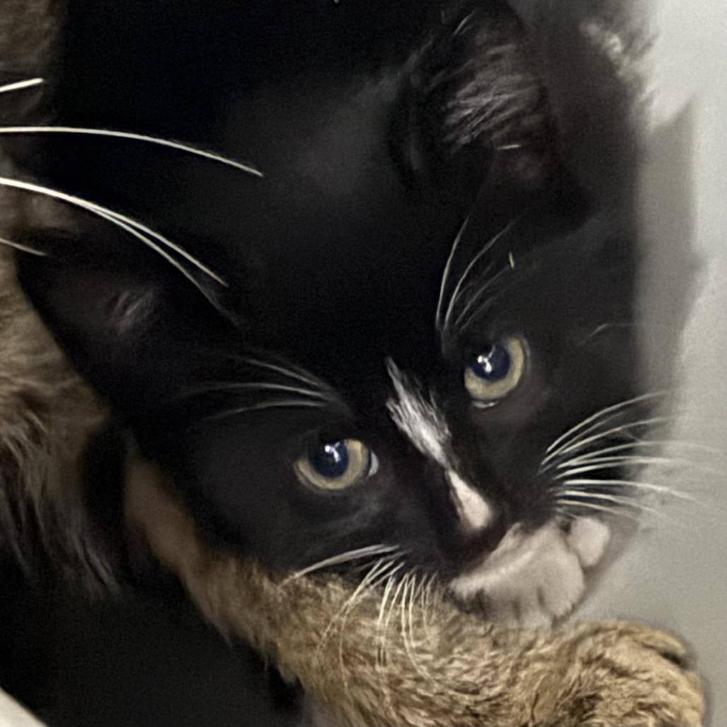 Reaper, a Adoptable Domestic Short Hair in Marion, VA image 2/3