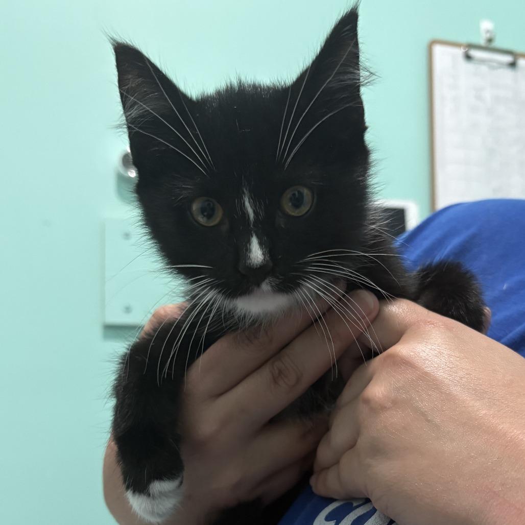 Reaper, a Adoptable Domestic Short Hair in Marion, VA image 3/3