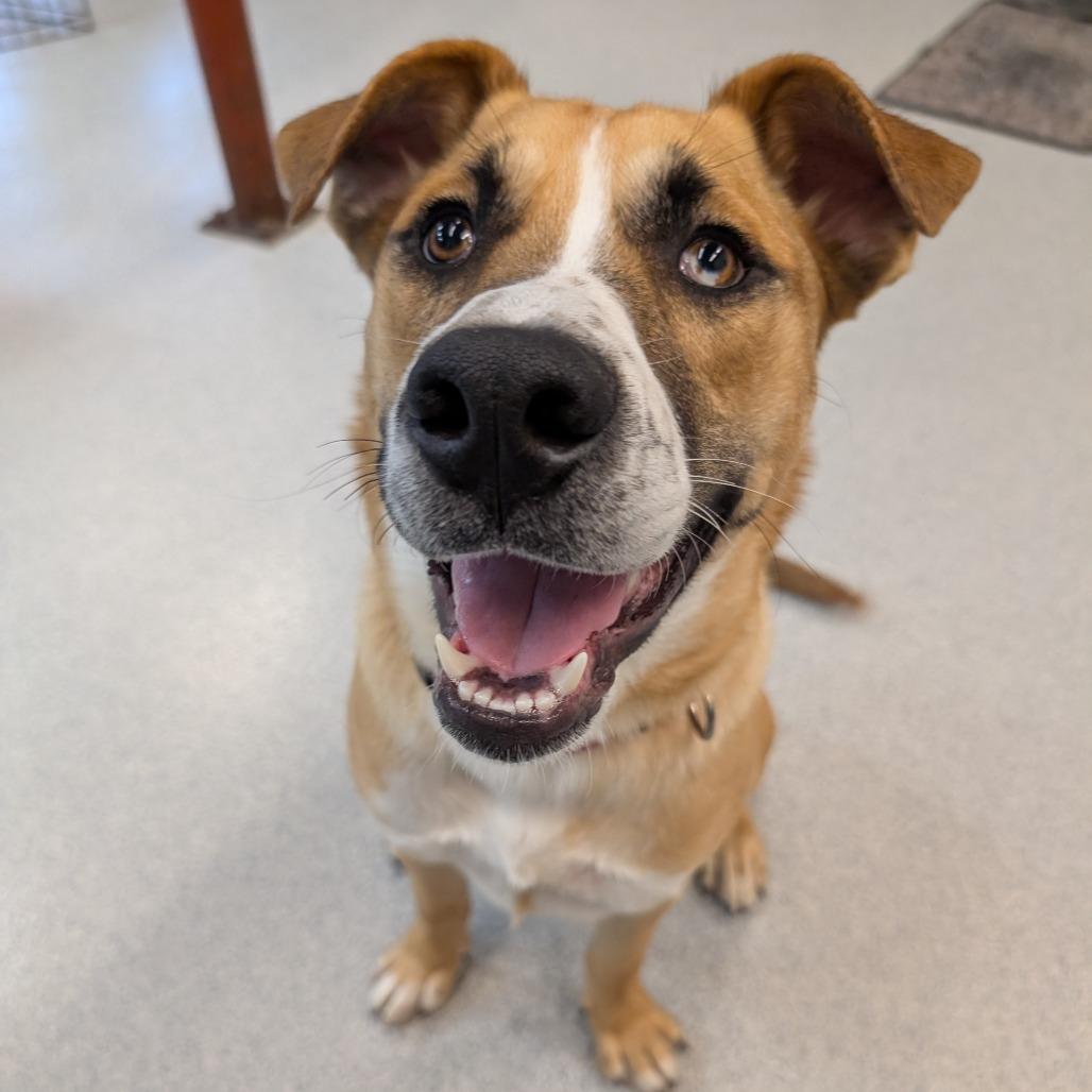 Andy, a Adoptable Mixed Breed in Wheeling, IL image 1/2