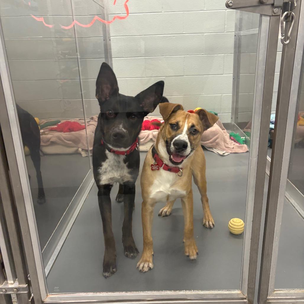 Andy, a Adoptable Mixed Breed in Wheeling, IL image 2/2