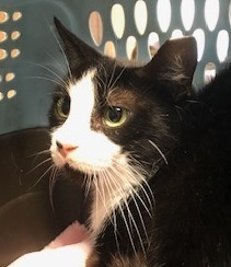 Enlarge Nellie, a Adoptable Tuxedo in Porter, TX image 1/2