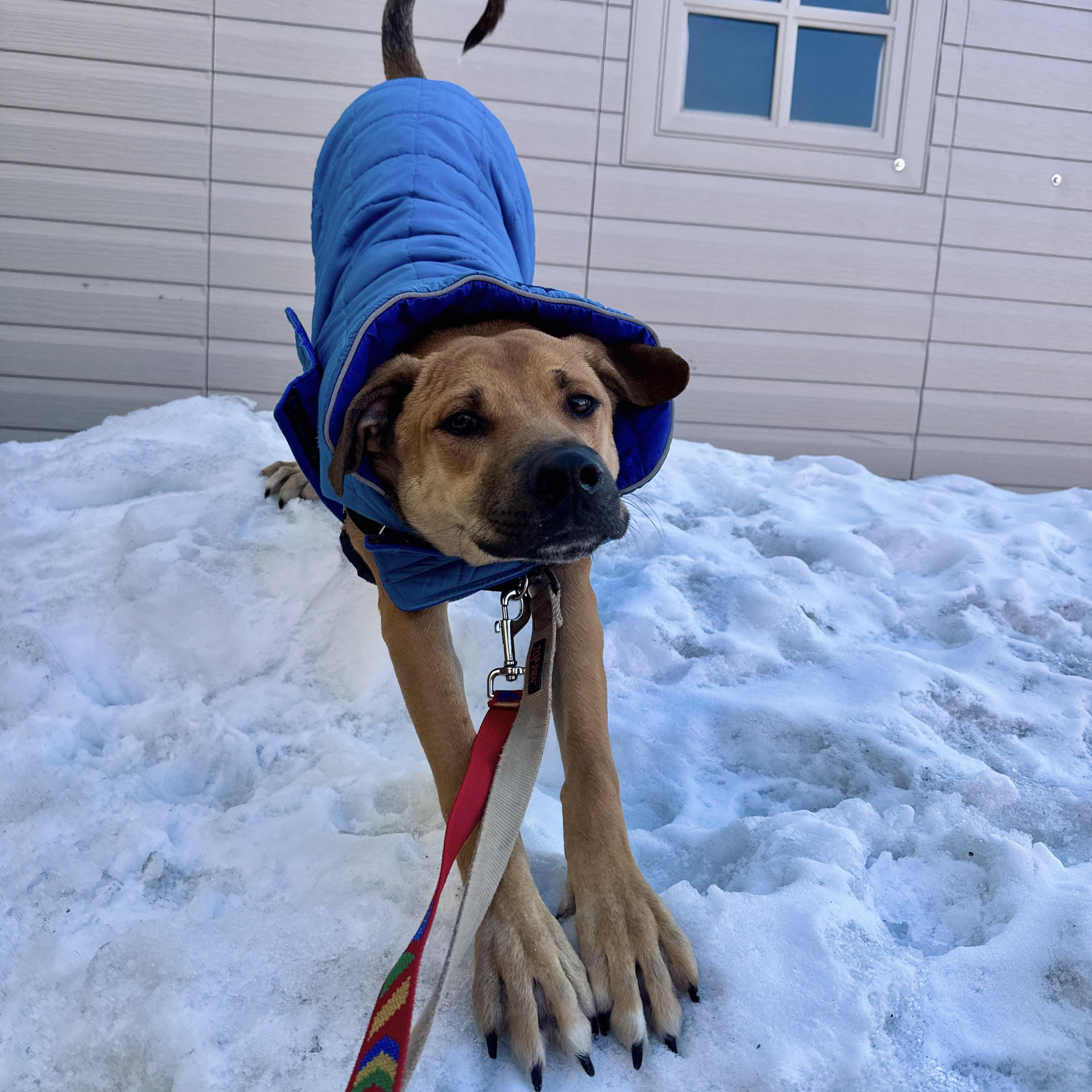 Enlarge Perrito, an adopted mixed breed in Toronto, ON image 3/5