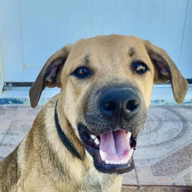 Enlarge Perrito, an adopted mixed breed in Toronto, ON image 1/5