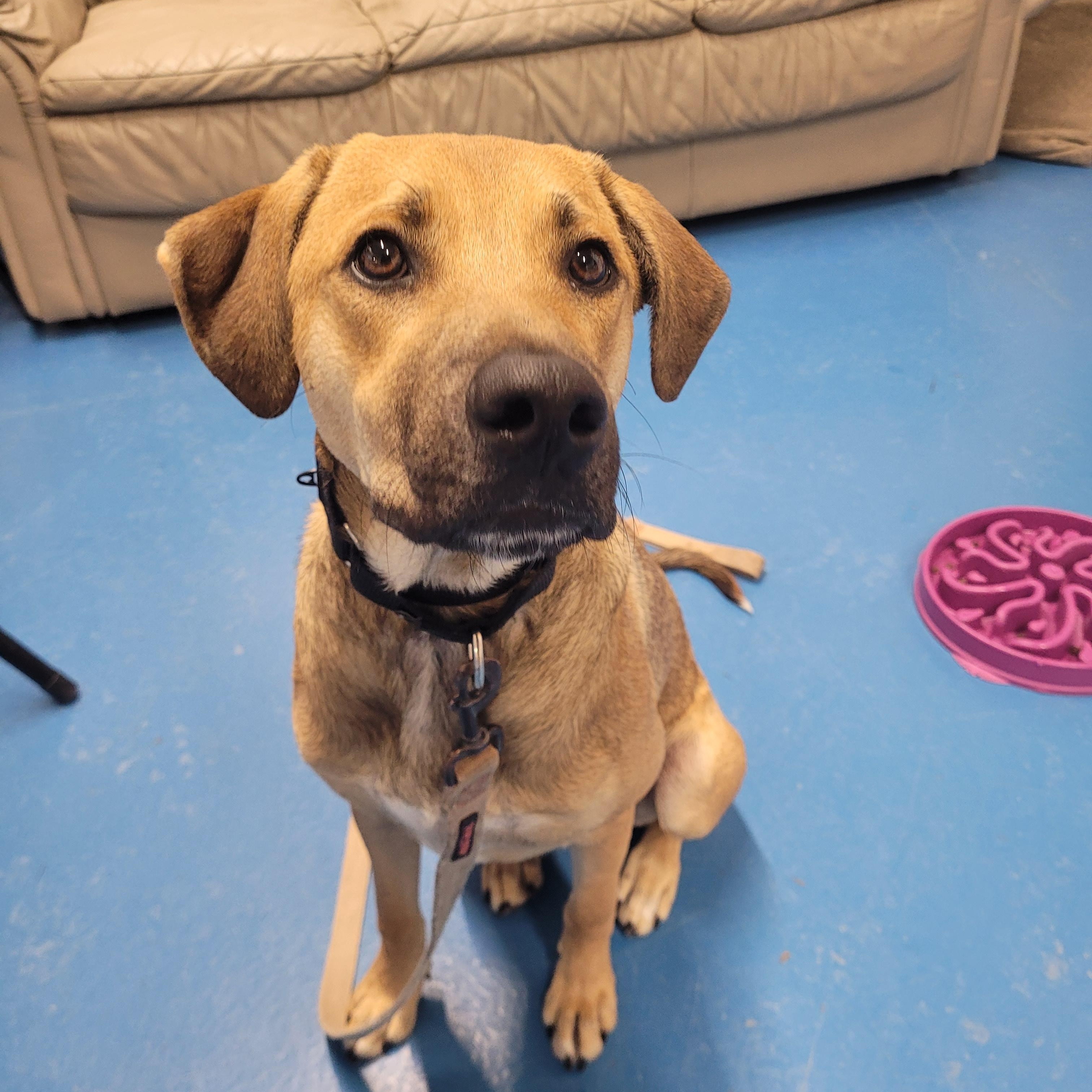 Enlarge Perrito, an adopted mixed breed in Toronto, ON image 2/5